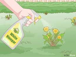 شایعات و حقایق در مورد کاربردهای سرکه در باغبانی